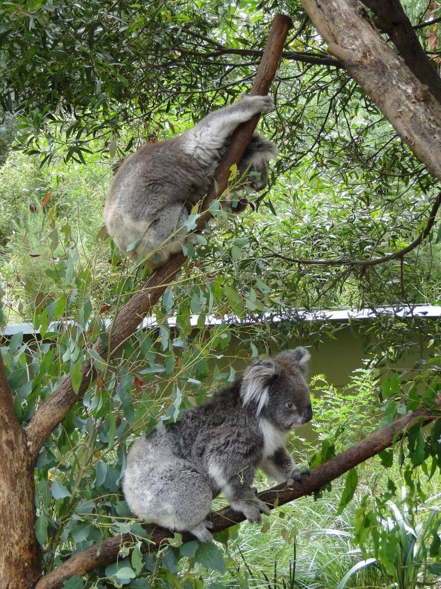 Penguins, Wildlife & Healesville
