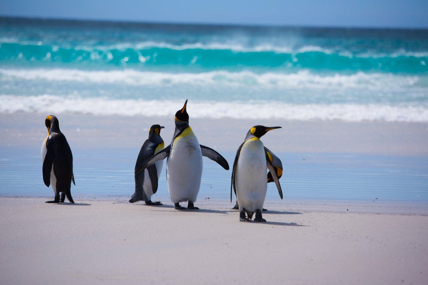 Penguin Parade